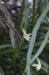 Carmichaelia williamsii