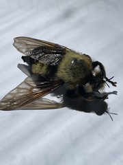 Laphria grossa
