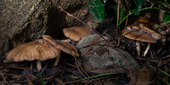 Bonomyces sinopicus