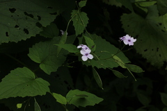 Lunaria rediviva