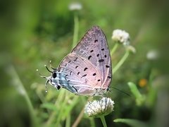Pseudolycaena