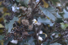 Olearia × macrodonta