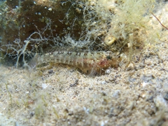 Millerigobius macrocephalus