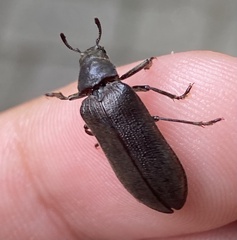 Sandalus petrophya