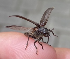 Sandalus petrophya
