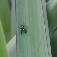 Paraphidippus basalis