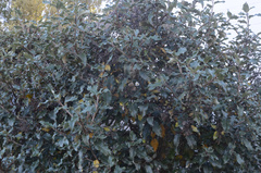 Olearia × macrodonta