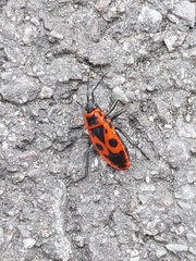 Pyrrhocoris apterus