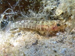 Millerigobius macrocephalus