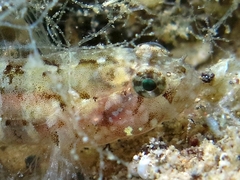 Millerigobius macrocephalus
