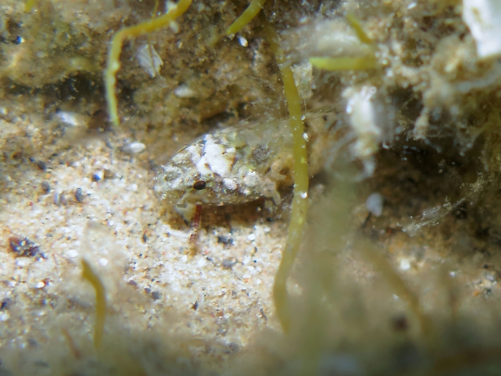 Large-headed Goby from Općina Povljana, Croazia on July 15, 2022 at 12:04 PM by Roberto Pillon ...