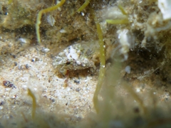 Millerigobius macrocephalus