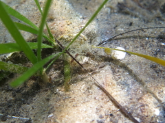 Millerigobius macrocephalus