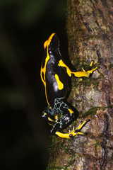 Dendrobates tinctorius