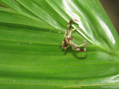 Lurio conspicuus