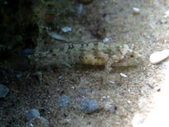 Millerigobius macrocephalus