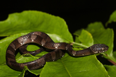 Dipsas indica indica