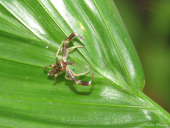 Lurio conspicuus