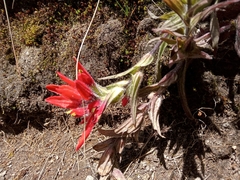 Castilleja scorzonerifolia