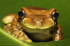 Trachycephalus resinifictrix