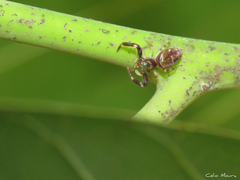 Lurio conspicuus