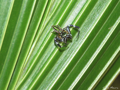 Lurio conspicuus