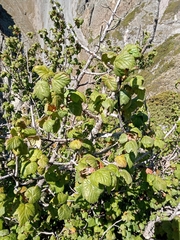 Ribes ciliatum