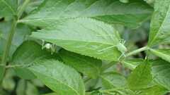 Meconema meridionale