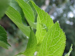 Meconema meridionale