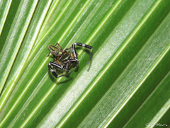 Lurio conspicuus