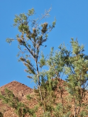 Tamarix usneoides