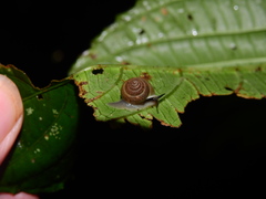 Alcadia pellucida