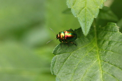 Chrysolina fastuosa