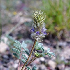 Dalea lachnostachys