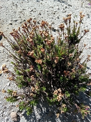 Oxylobus arbutifolius