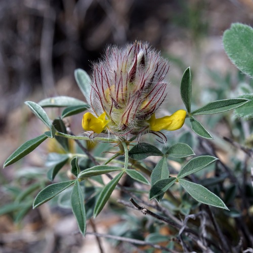 Image of Dalea jamesii by (c) Andrew Tree, some rights reserved (CC BY)