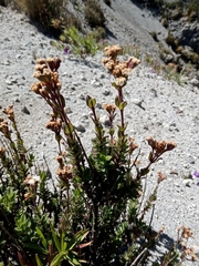 Oxylobus arbutifolius
