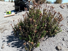 Oxylobus arbutifolius