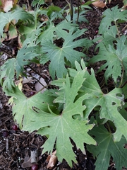 Ligularia przewalskii