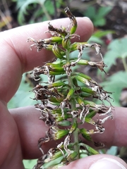 Ligularia przewalskii