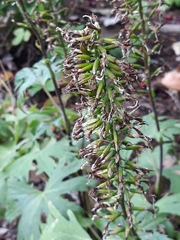 Ligularia przewalskii