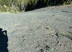 Lomatium cuspidatum