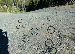 Lomatium cuspidatum