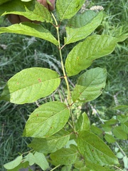 Cephalanthus