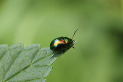 Chrysolina fastuosa