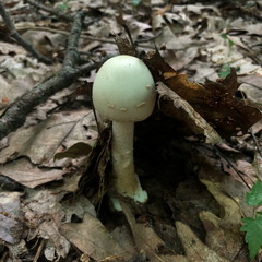 Amanita aestivalis