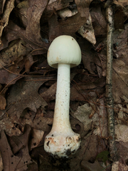 Amanita aestivalis