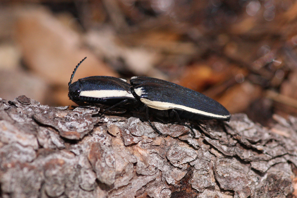 Chalcolepidius
