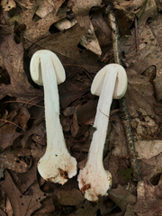 Amanita aestivalis