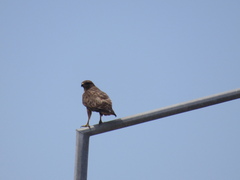 Buteo buteo